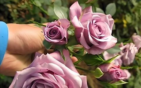 新西兰“紫精灵”