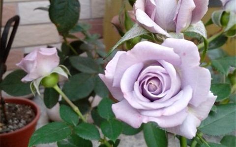 薰衣草女神/紫精灵月季的优缺点
