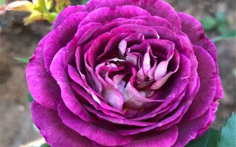 哈德斯菲尔德合唱团