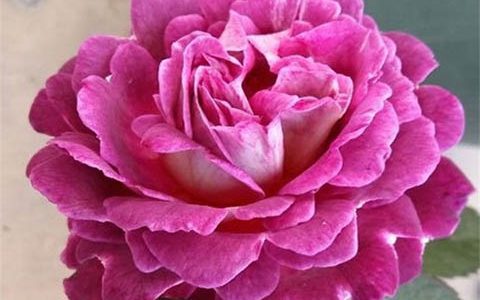 合唱团月季的优缺点