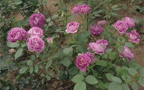 合唱团和天方夜谭的区别