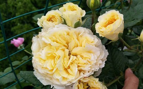 碧翠丝月季抗病性好不好