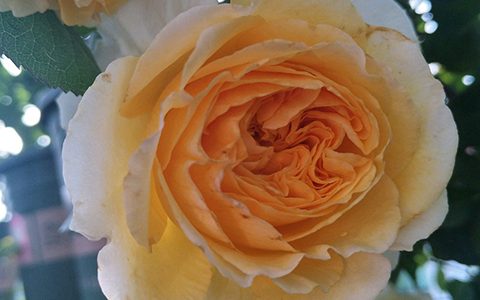 碧翠丝月季的用途有哪些