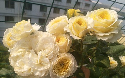 碧翠丝月季花期多长