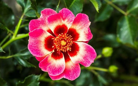 羞红巴比伦眼睛