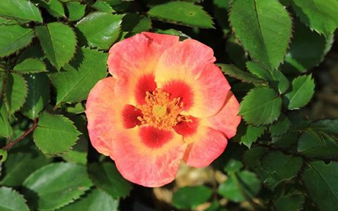 珊瑚巴比伦眼睛