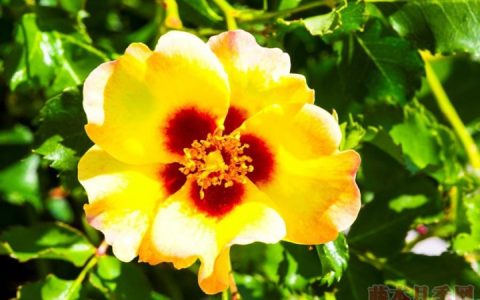 奶油巴比伦眼睛