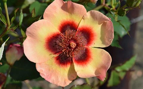 别致巴比伦眼睛