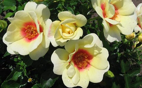 辉煌巴比伦眼睛