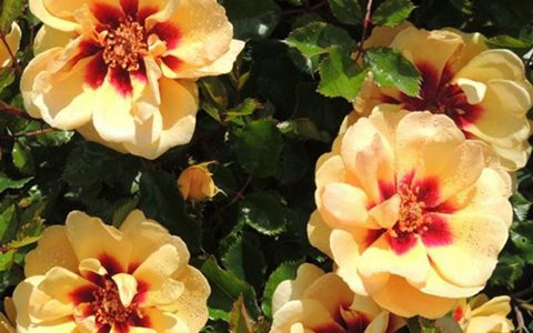 玛雅巴比伦眼睛