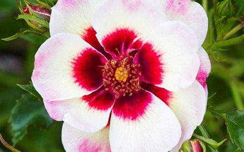 温柔巴比伦之眼