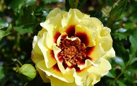 日落巴比伦眼睛