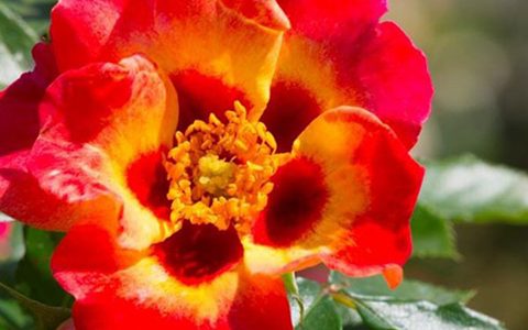 阳光巴比伦眼睛