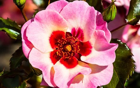 甜蜜巴比伦眼睛