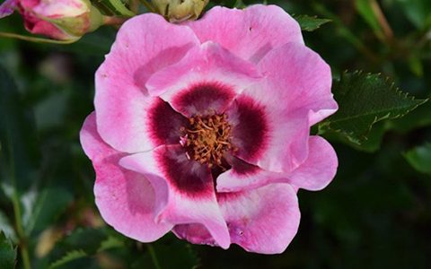 时尚巴比伦眼睛