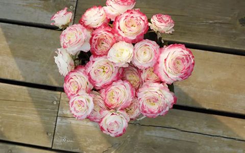 初妆和椿风月季的区别