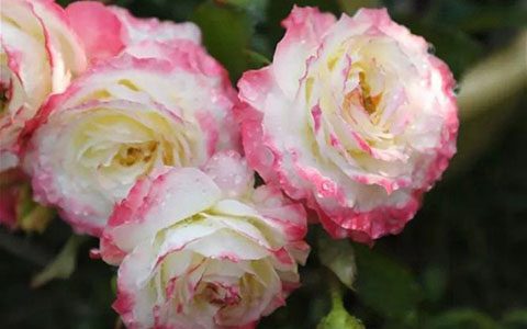 初妆月季花的养护方法