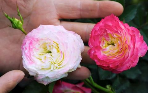 初妆和红双喜月季的区别