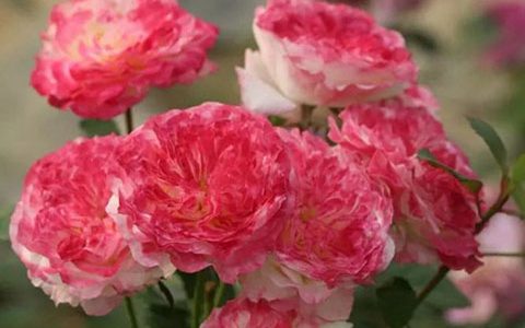 初妆和莲花月季的区别