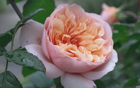 维尔西尼月季的优缺点