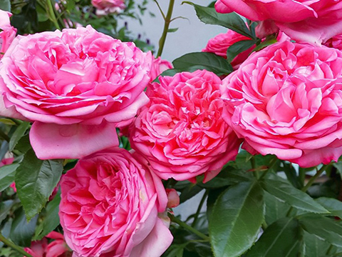 莫利纳之花