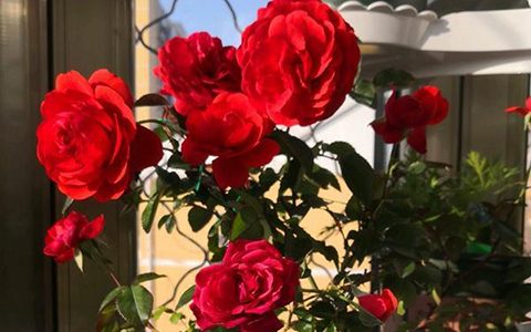 深圳红月季花多大