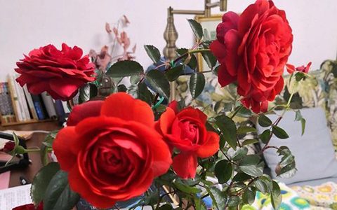 深圳红月季能长多高