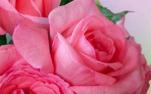 花宫娜(Fragonard ) 法版和日版有什么区别