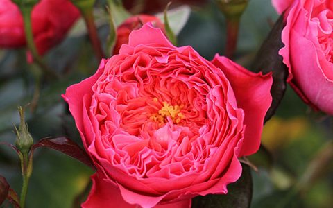 夏日花火月季小苗在什么时候种植