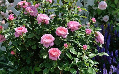 花宫娜月季的优缺点