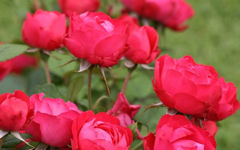 美丽樱桃月季的优缺点