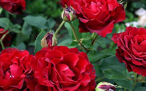 纪念芭芭拉月季的优缺点