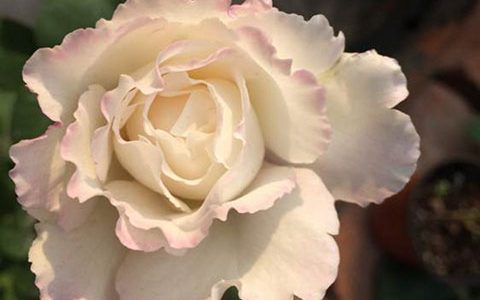 乐柏和六翼天使月季的区别