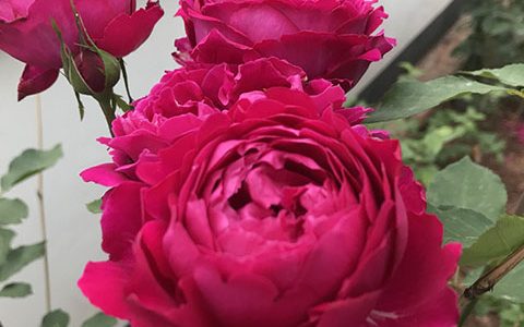 梅子布丁和芳香花园的区别