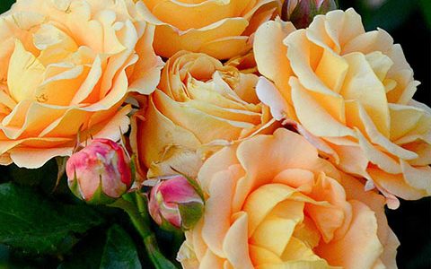 法国“快乐之源”