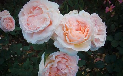 童话魔法耐晒抗雨吗