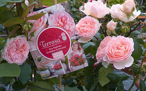 童话魔法月季的优缺点