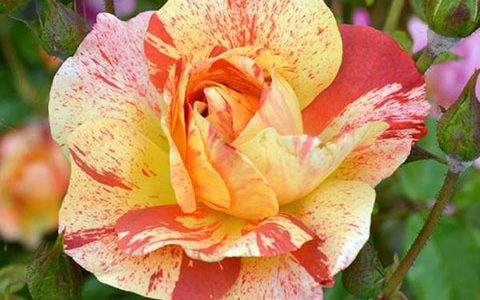 阿尔弗莱德.西斯莱