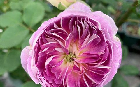 月季蓝月石值得入手吗