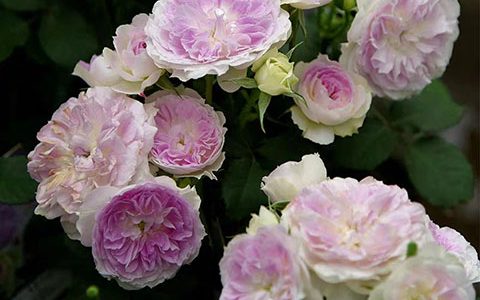 蓝月石月季养护需要注意的地方