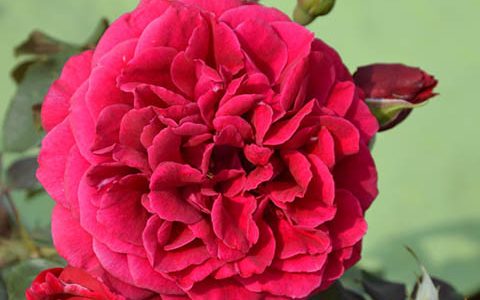 阿布扎比扎伊德