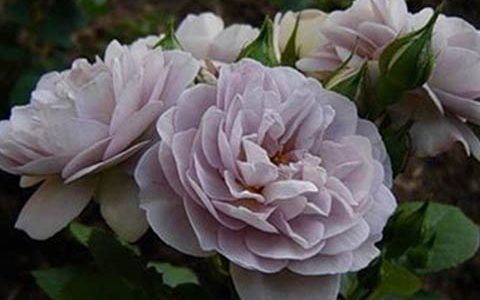 佛罗伦萨罗德拉特