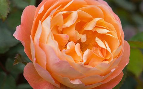 艾玛汉密尔顿夫人