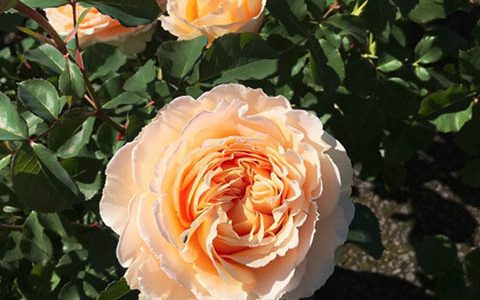 珍维叶芙·奥尔西