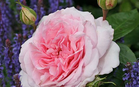 亚历山德拉卢森堡公主