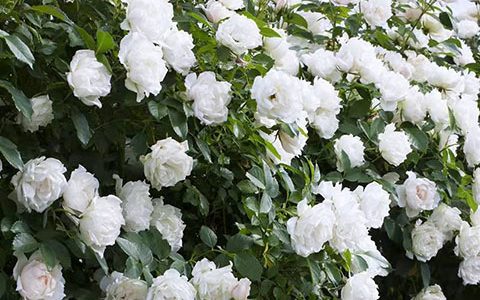 冰冠月季的优缺点