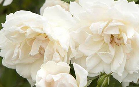 冰冠和冰山月季的区别