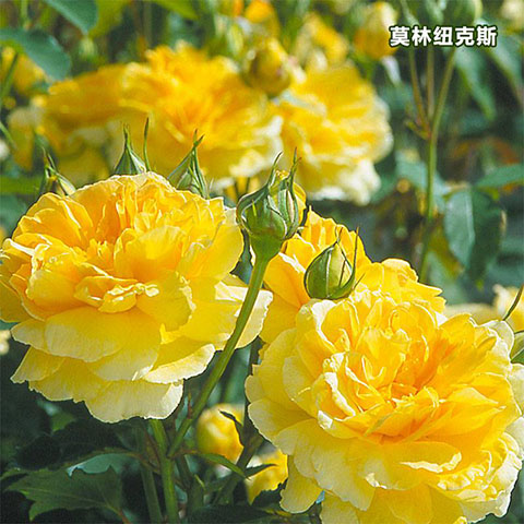 莫林纽克斯