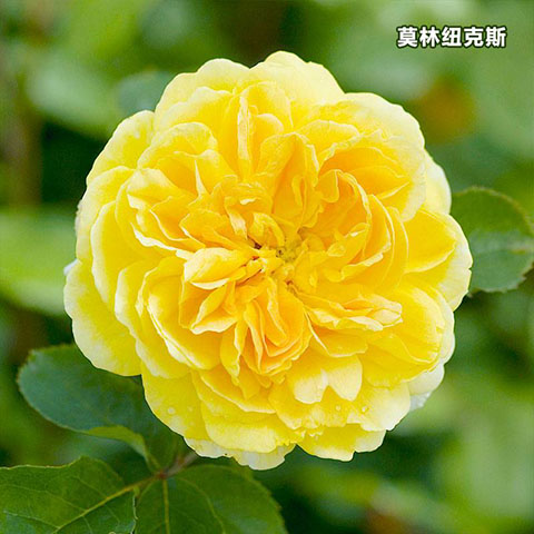 莫林纽克斯