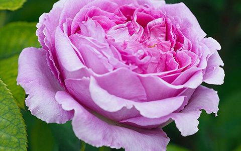 音乐之声月季的优缺点